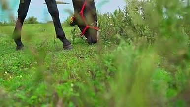 草原上白色黑色的马匹在吃草动物植物视频的预览图